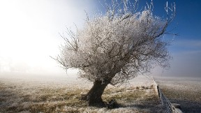 ağaç,kar,doğa