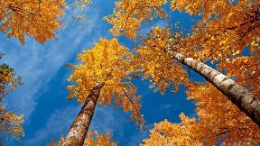 ağaç,sonbahar,doğa,gökyüzü
