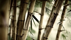 bambu,doğa