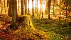 ağaç,orman,doğa