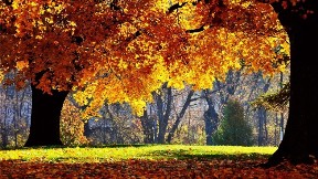 ağaç,orman,doğa,sonbahar