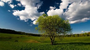 ağaç,gökyüzü,doğa,çimen