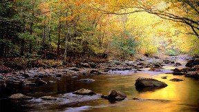 doğa,nehir,ağaç,sonbahar