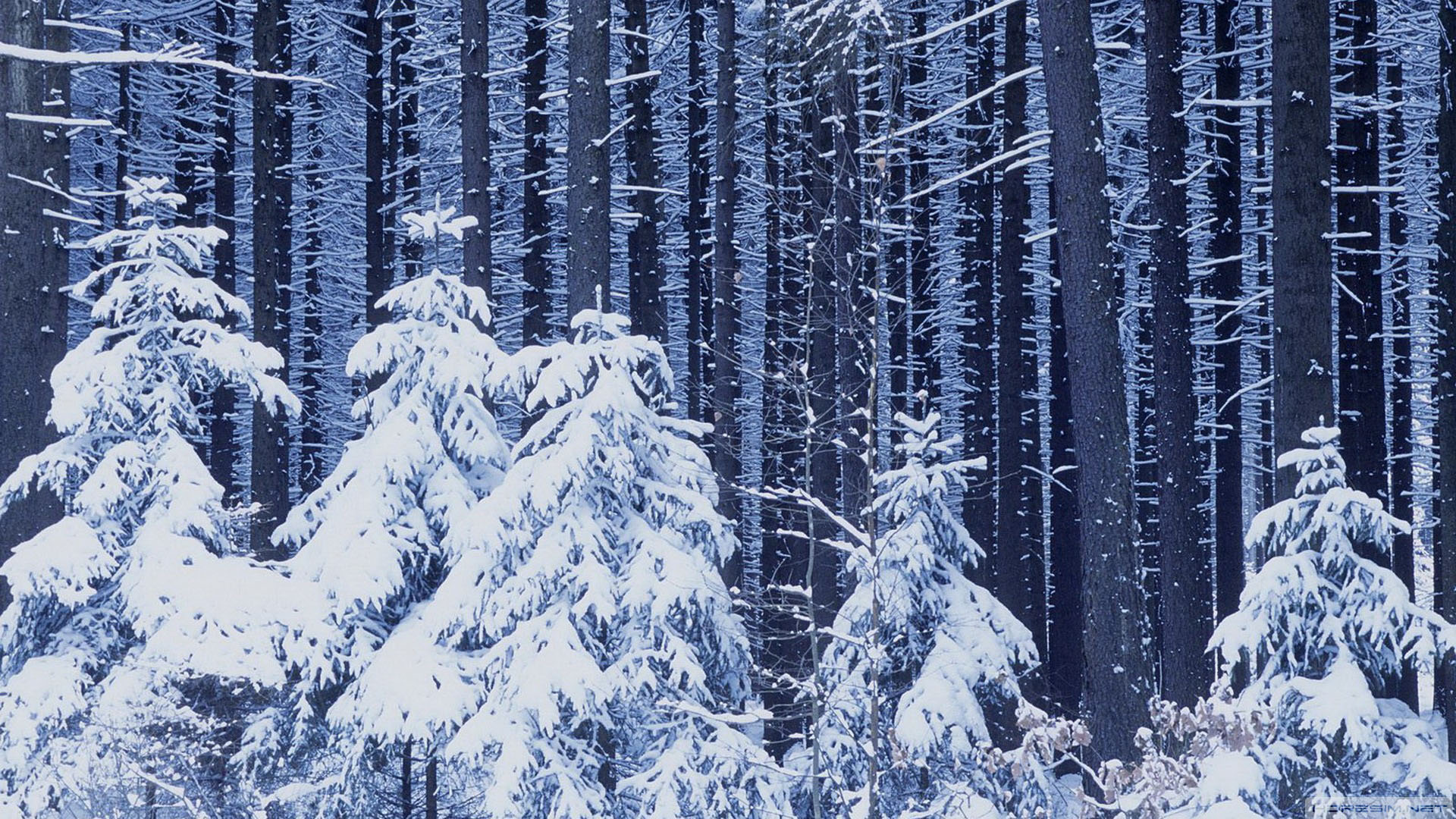 kar,ağaç,doğa