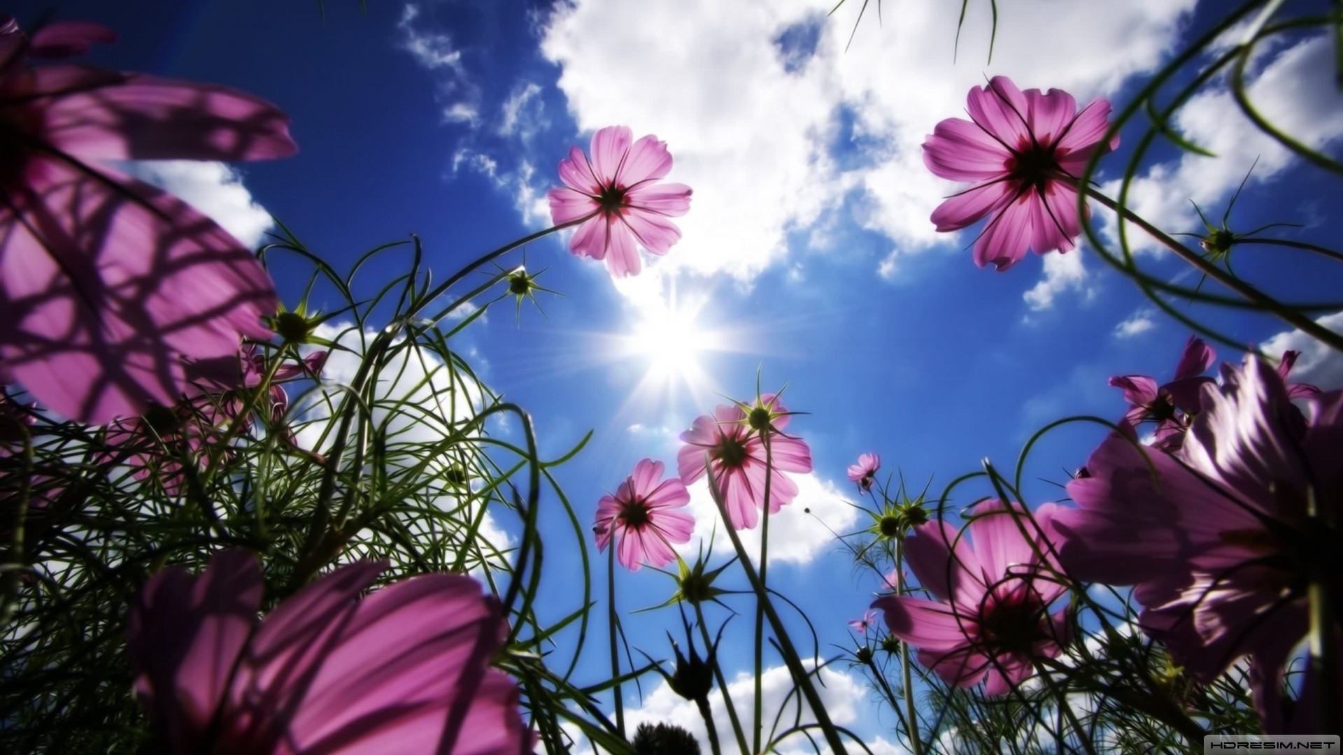 çiçek,gökyüzü,bulut,çimen,güneş