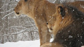 aslan,çift,doğa,kar,vahşi