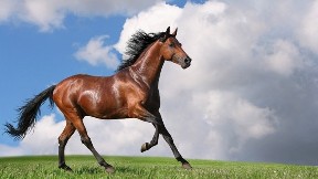 at,yarış,gökyüzü