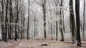 kar,orman,ağaç,doğa,kış