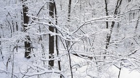 kar,orman,kış,ağaç