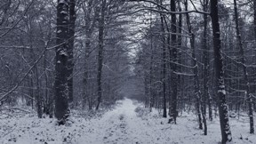 kar,orman,kış,ağaç,yol