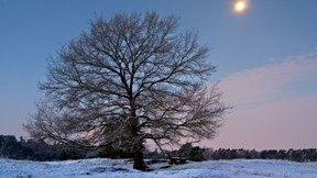 kar,ağaç,gökyüzü,ay