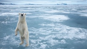 kutup ayısı,buz,ayı,hayvan