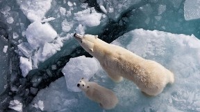 kutup ayısı,ayı,buz,deniz