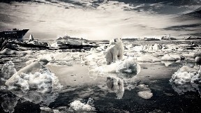 ayı,hayvan,deniz,buz,kutup ayısı