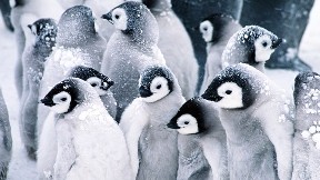 penguen, hayvan, kuş, kar
