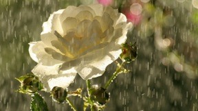 gül,çiçek,yağmur,yaz,güneş
