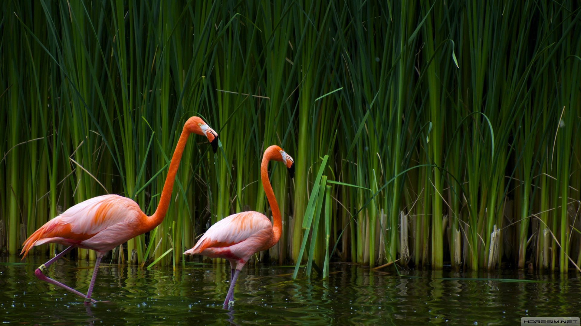 flamingo,kuş,göl