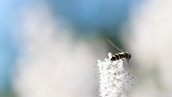 Beyaz Çiçekte Yabani Arı