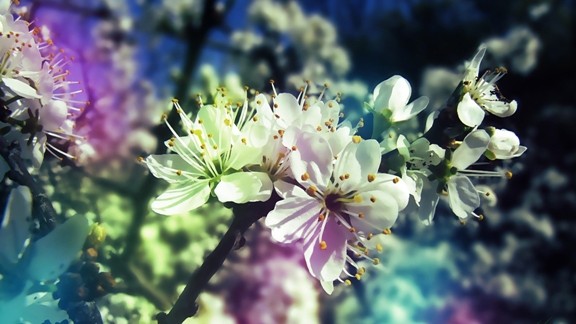 Renkli İlkbahar Çiçekleri