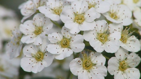 Beyaz Çiçekler