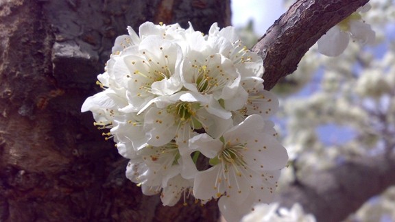 Ağaç Gövdesinde Çiçek