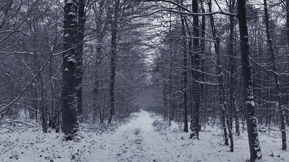 Karlı Eski Orman Yolu