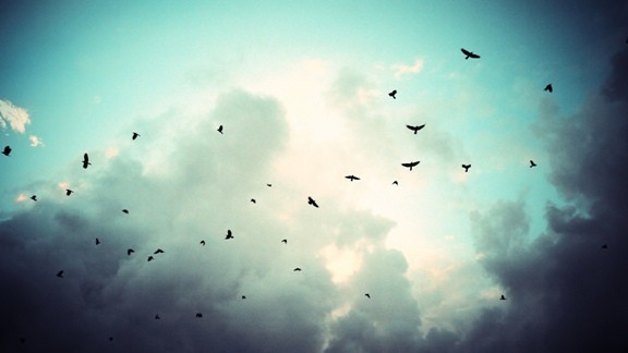 Gökyüzünde Kuşlar