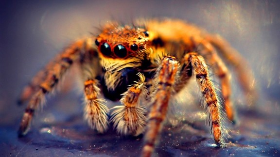 Makro Örümcek Masaüstü Resmi