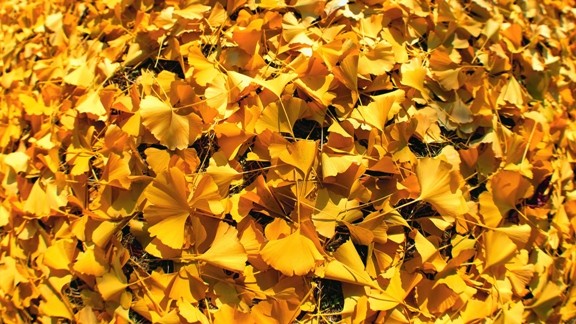 Altın Sarısı Yapraklar