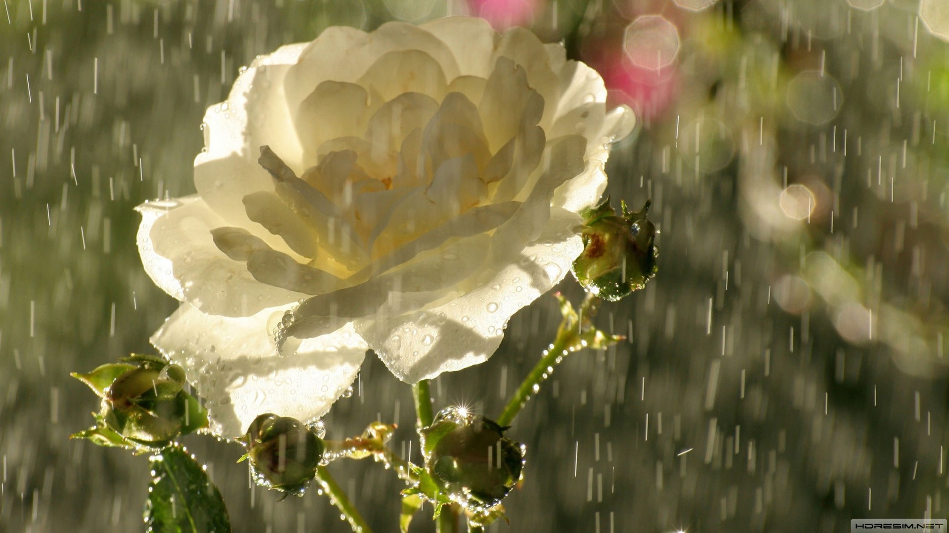 gül,çiçek,yağmur,yaz,güneş