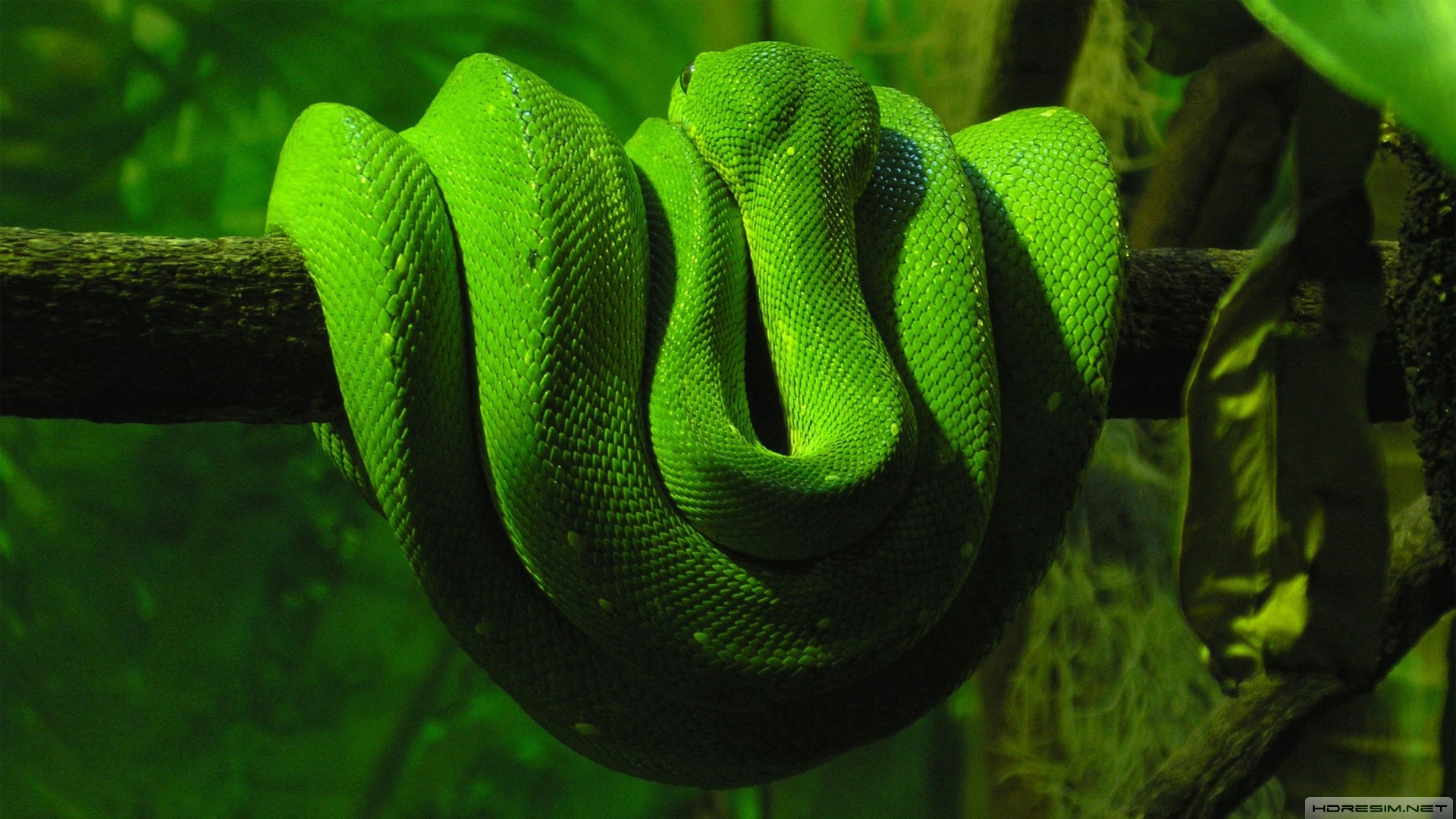 yılan