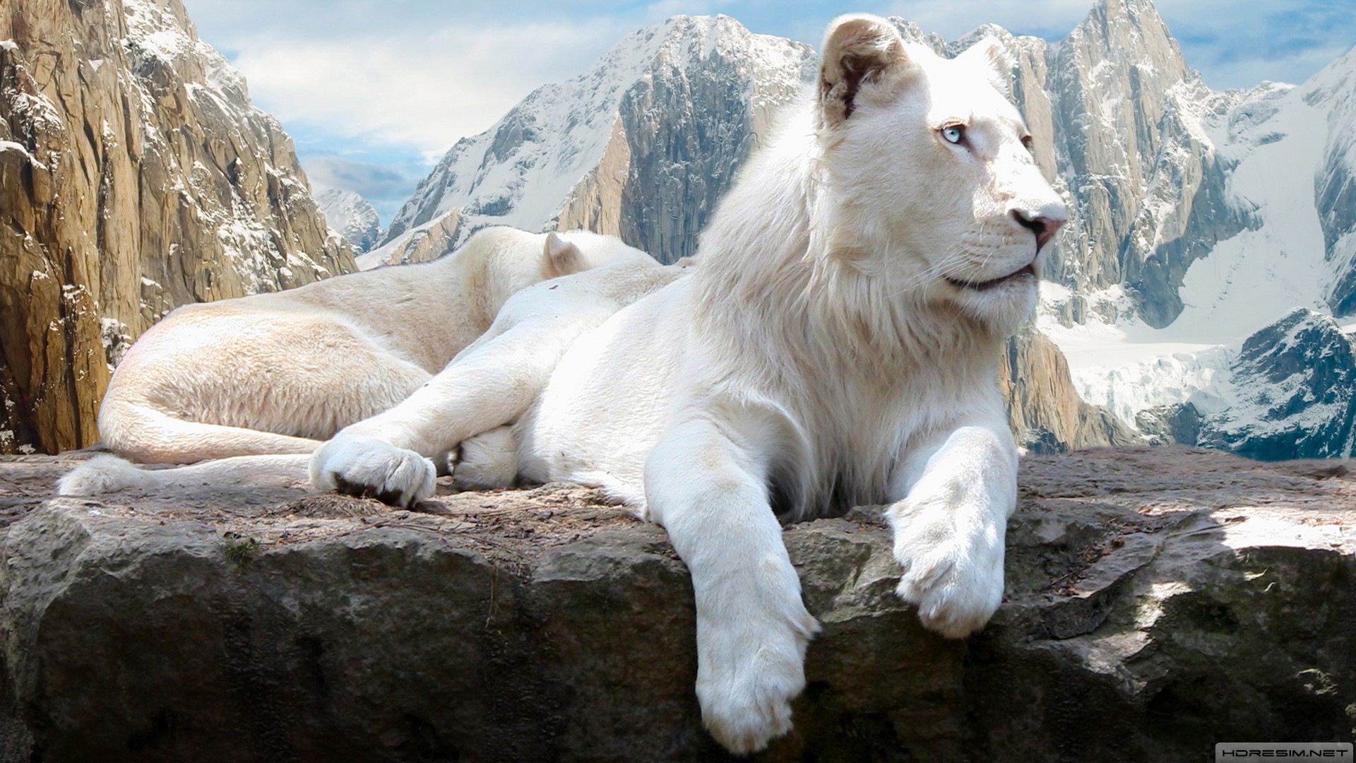 aslan,beyaz aslan,dağ,kar