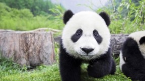 panda,çimen,doğa