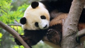 panda,ağaç,doğa