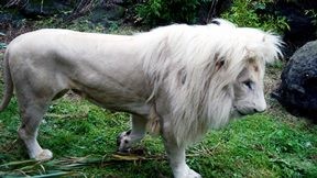 aslan,beyaz aslan,çimen,doğa