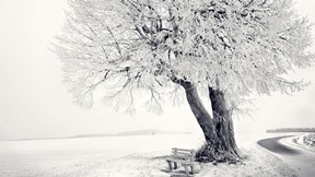 ağaç,kış,bank,kar,yol