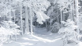 kar,orman,yol,ağaç,kış