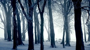 kar,orman,kış,ağaç,sis