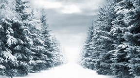 köknar ağacı,kış,kar,orman,yol