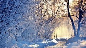 kar,yol,ağaç,kış