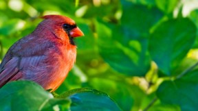 kardinal,kuş,yaprak,güneş