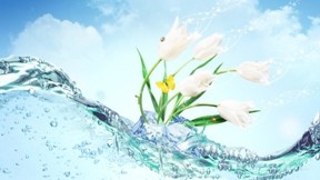 su,soyut,çiçek,böcek,gökyüzü