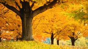 sonbahar,ağaç,çimen,yaprak,doğa