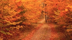 sonbahar,yol,ağaç,doğa,yaprak
