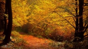 sonbahar,ağaç,yaprak,yol,orman