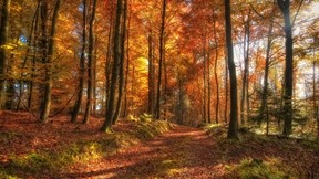 yol,orman,yaprak,güneş,ağaç