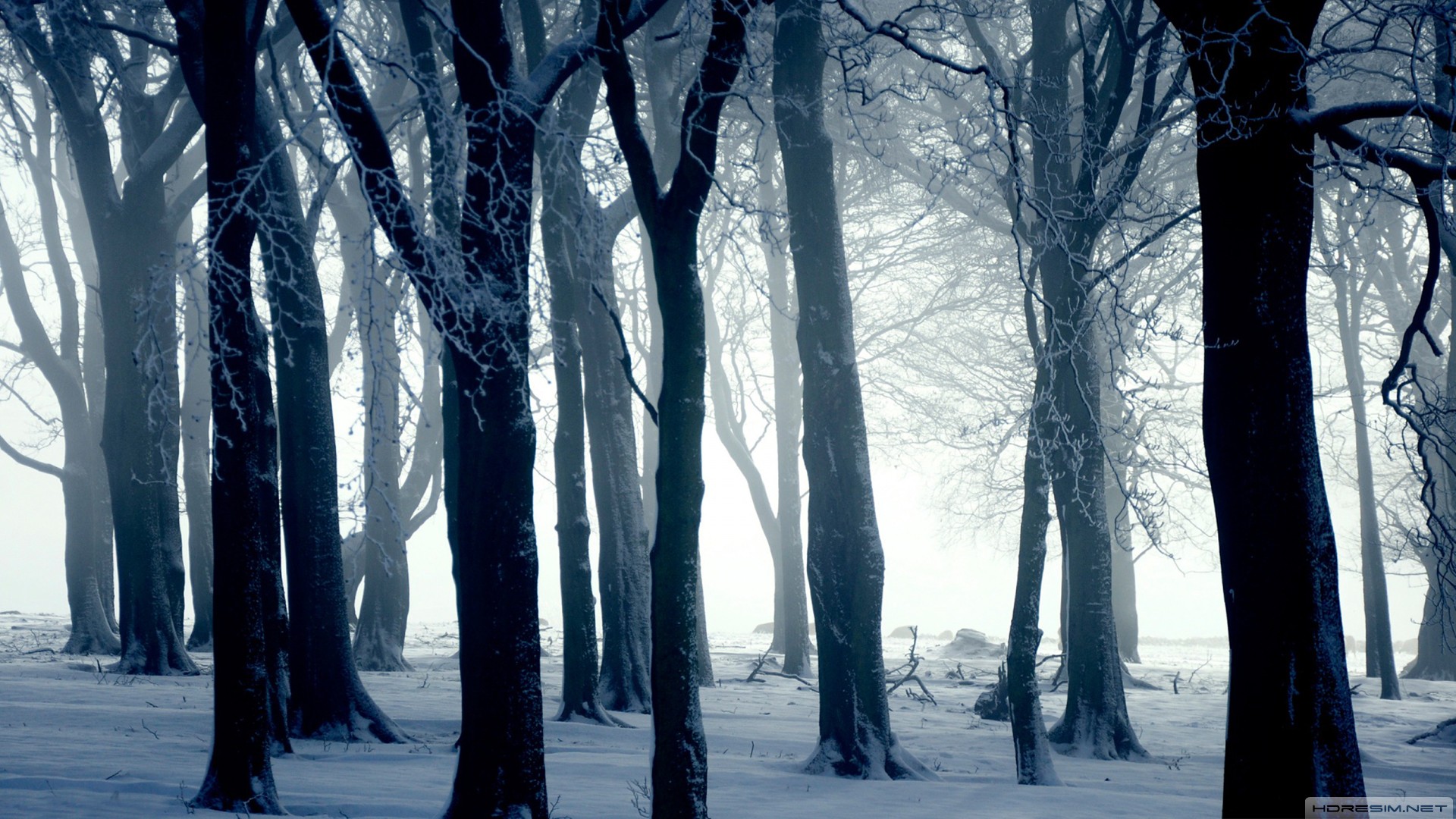 kar,orman,kış,ağaç,sis