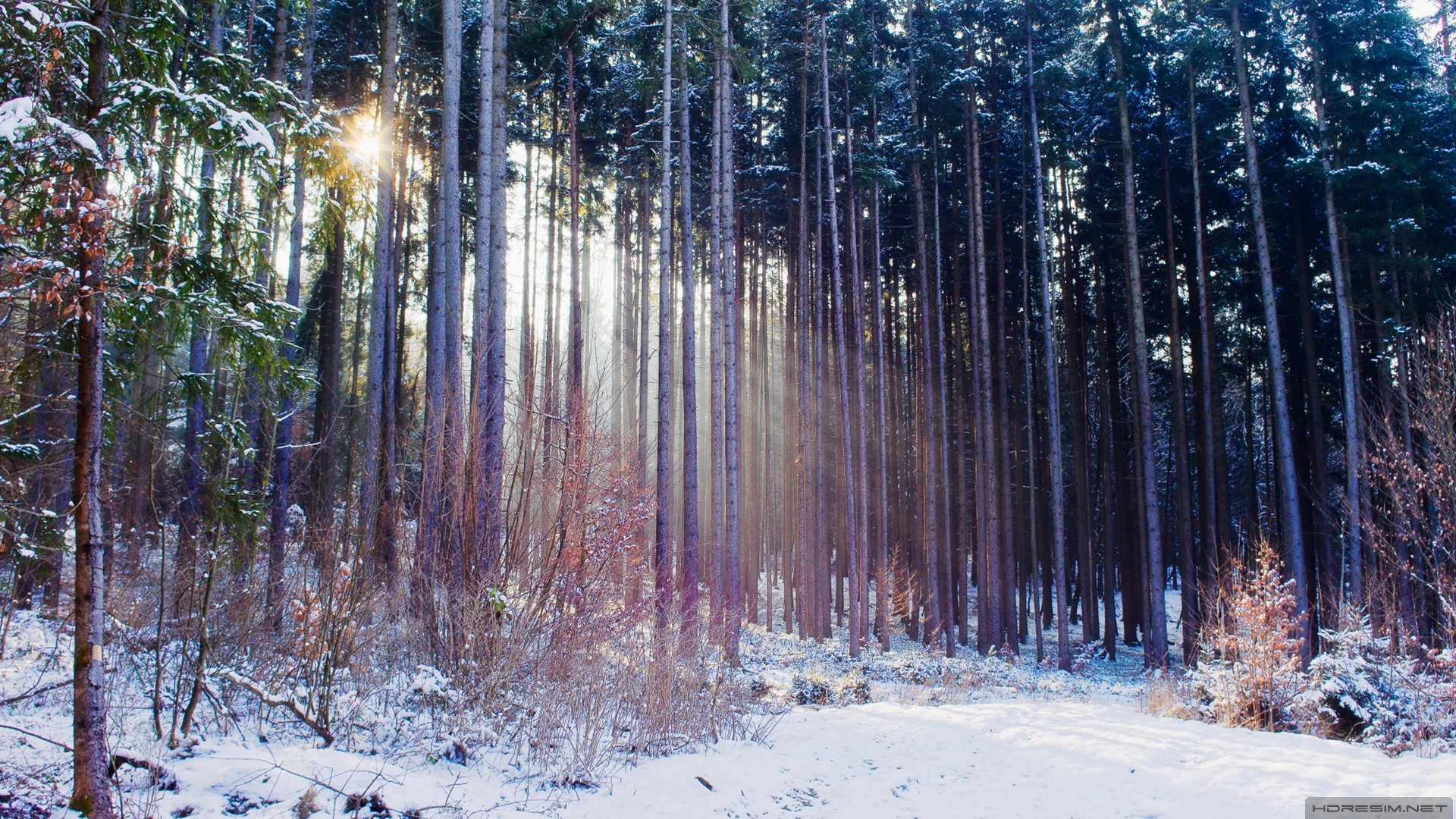 ağaç,orman,kar,çam,güneş