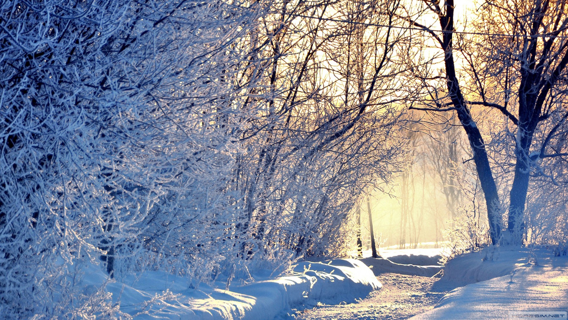 kar,yol,ağaç,kış