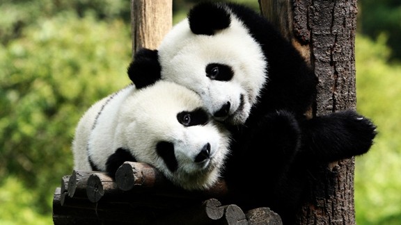 Sevimli Panda Yavruları